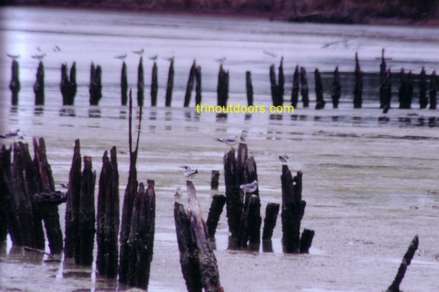 tern gathering site small.jpg (67224 bytes)